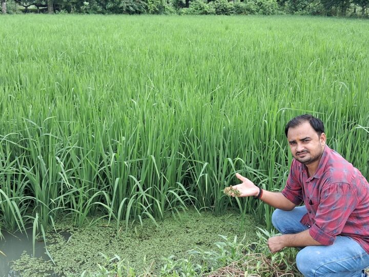 धान की पत्तियों में सफेद और पीलापन दिखे तो करें आयरन का छिड़काव: डाॅ आशीष राय राय