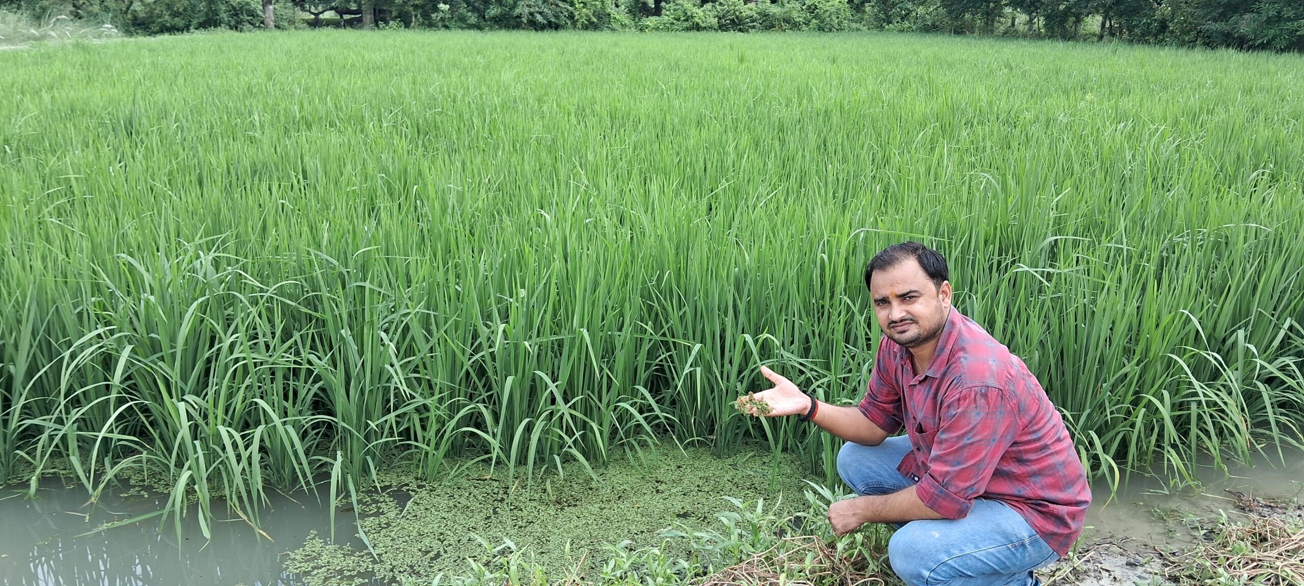 धान की पत्तियों में सफेद और पीलापन दिखे तो करें आयरन का छिड़काव: डाॅ आशीष राय राय