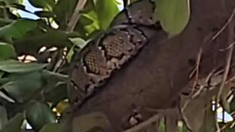 कोइरियाटोला नहर चौक पर पेड़ पर चढ़ा अजगर, लोगों में मचा हड़कंप