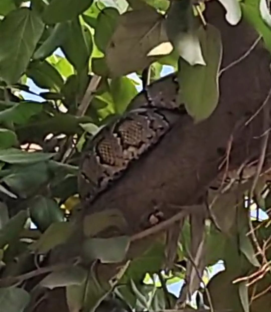 कोइरियाटोला नहर चौक पर पेड़ पर चढ़ा अजगर, लोगों में मचा हड़कंप